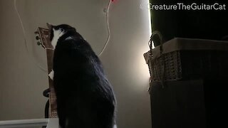 Cat Plays Guitar To Wake Up His Owner