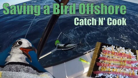 Saving a Bird Fishing Offshore | Key Largo Catch N Cook