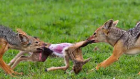 Jackals VS Mother And Baby Impala