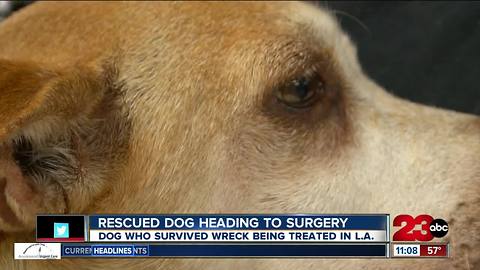 Rescued dog heading to surgery thanks to Marley's Mutts