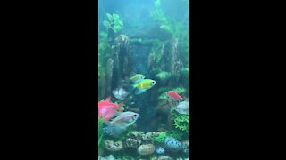Colorful Fish Swimming Under a Waterfall