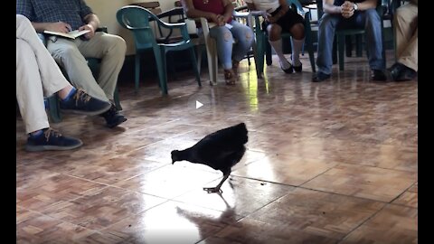 A Chicken Invades Our Meeting