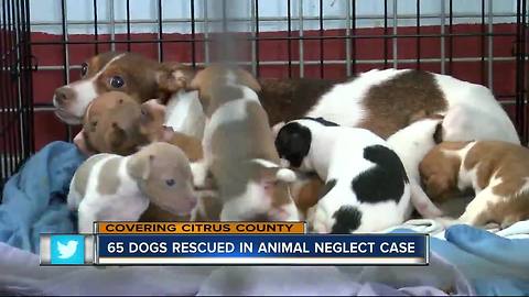 65 neglected dogs seized from Citrus County home, now ready for adoption