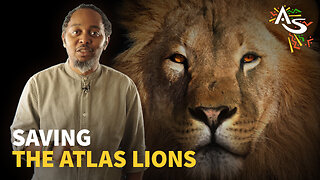 SAVING THE ATLAS LIONS