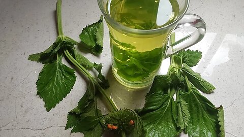 SHANDILAY/CHANDELIER BUSH TEA...(natural remedies) #1