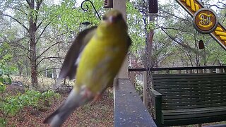 Hover for the Camera, American GoldFinch!
