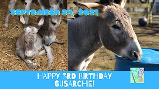 Happy 3rd Birthday to GusArchie Donkey 9/24/21