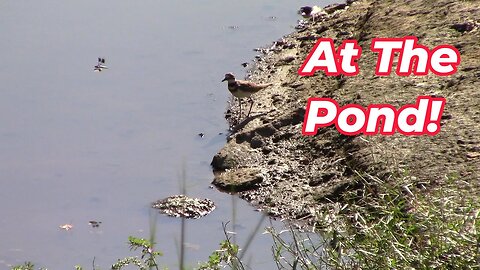 A Killdeer And Geese At The Pond!🦆