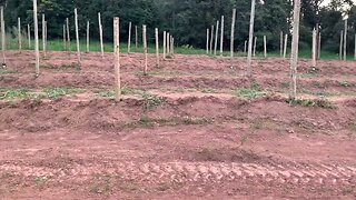 Enleiramento da terra para o plantio das Pitayas