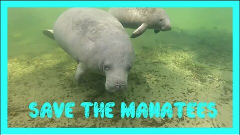 How This Club is Helping to Save the Manatees