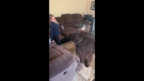 Giant Newfoundland barrels down the stairs in search of best friend