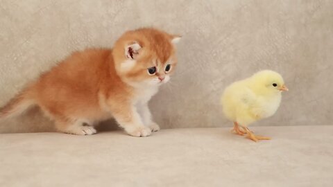 cute cats playing with hen
