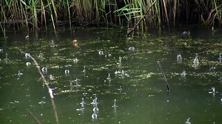 Relaxing Natural Nostalgia Natural sound Raindrops Bubbles pond Relaxing sounds