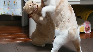 Adorable cats fighting