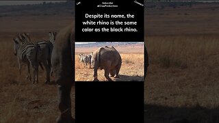 Black rhinos are gray, white rhinos aren’t really white #rhino #shorts