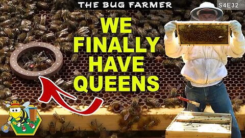 Queen Hunting in the Bee castle Bee yard #beekeeping #beekeeping101