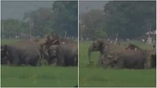 Un troupeau de 100 éléphants traverse une rizière indienne