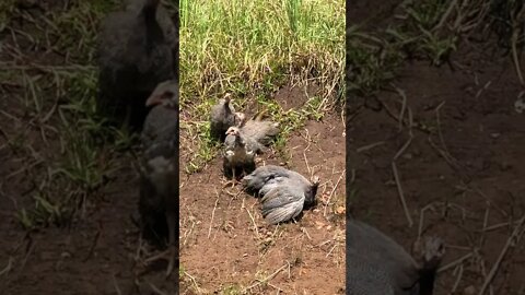 Brave guinea fowl keet exploring the outdoors 10 - 11 weeks old