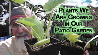 Let Me Show You the Plants We Are Growing This Year in Our Patio Garden, Seedlings @ 2:39 [ASMR]