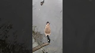 Feeding the ducks #shorts