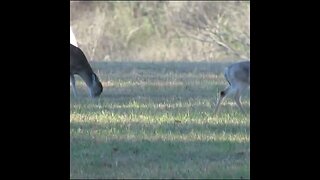 Deer with Fawn