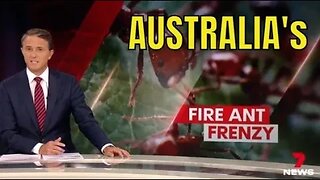 Fire Ants Invade Queensland, Australia