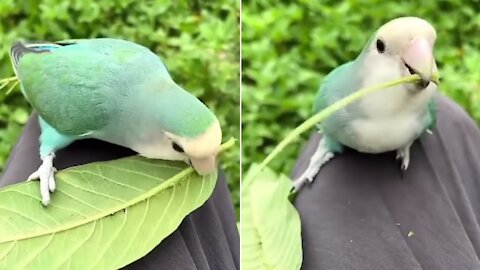 Smart Parrots separates the stick from leaf for her nest. Worth to watch