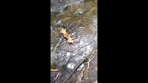 Loki the Chiweenie - Exploring A New Creek