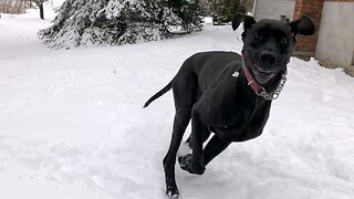 Great Dane puppy is thrilled by the first snow fall of the year