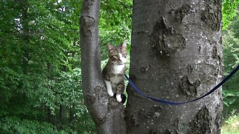 Cute Little Cat Climbs into a Tree for the First Time