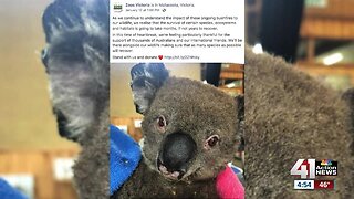 KC Zoo raises funds for relief, recovery in Australia