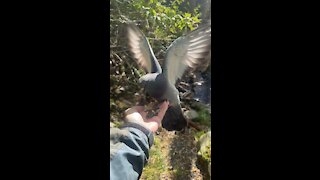 Pigeons keep me busy while a ￼ squirrel steals a peanut out of my pocket.