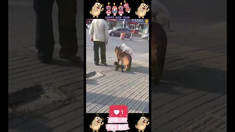 31_😂🐶😂 Baby Dogs - Cute and Funny Dogs Video 😂🐶😂 (2022)