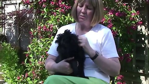 10 Dogs That Make Traveling Easier 8 #Affenpinscher #Travel Video #dog #trending #fyp #viral #dogs