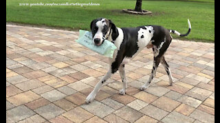 Training Great Danes to deliver the newspaper is a work in progress