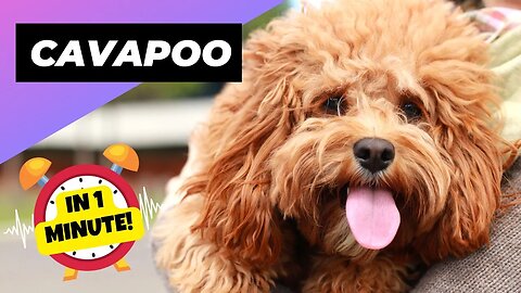 Cavapoo - In 1 Minute! 🐶 The Cavalier + Poodle Mix | 1 Minute Animals