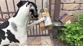 Happy Great Danes Greet Amazon Driver And Open Packages