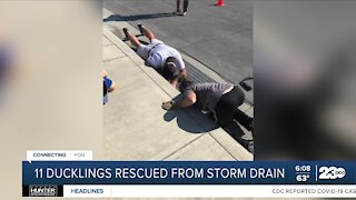 Check This Out: Ducklings saved from storm drain in Bakersfield