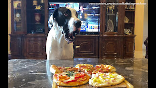 Great Dane Picks Stanley Cup Hockey Game Winner With Pizza Challenge Choice