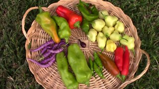 Harvesting 8 Different Peppers From One Plant