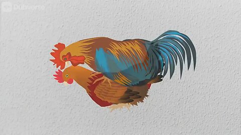 How do chickens mate / reproduce？مرغیاں کیسے ساتھی / دوبارہ پیدا کرتی ہیں؟