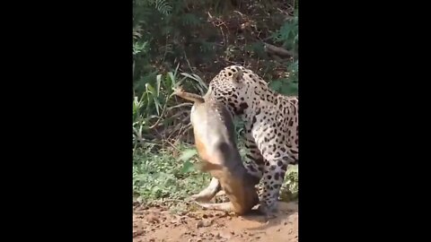 Leopardo ataca sigilosamente y hace un Cocodrilo su presa