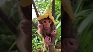 Adorable baby monkey 🐒 #shorts