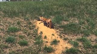 Mama Fox Casually Nurses Pups On Side Of Road