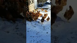 The chickens are not thrilled about the fresh layer of snow #snowday #chickens #layers #homesteading