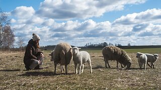 Sheep are Outside