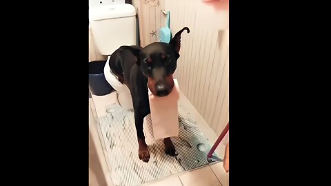 Trained dog passing stool in comd bathroom