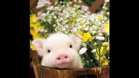 Cute Pig to Make Your Day!