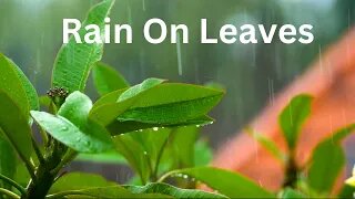 "Nature's Lullaby: Tranquil Rain Sounds on Leaves in the Forest for Relaxation"