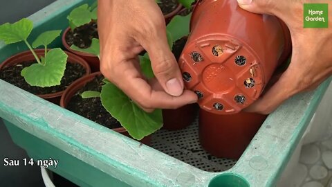 Growing Snow Leopard Melon,bear fruit all summer